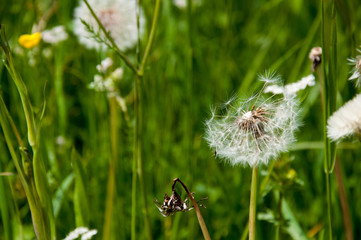 Blumen und Blüten