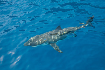 Fototapeta premium Great white shark underwater view, Guadalupe Island, Mexico.