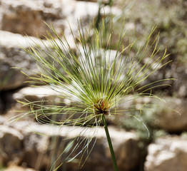 Head of Cyperus papyrus against a background of large stones