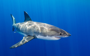 Fototapeta premium Great white shark underwater view, Guadalupe Island, Mexico.