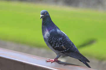 Pigeon in Kumamoto city, Kyushu Japan