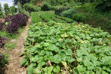 畑の野菜