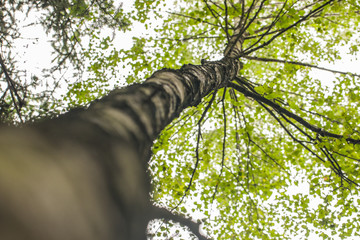 Baum mit Sicht auf krone