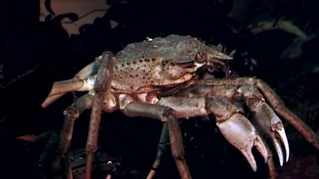 Crab hios near camera close up underwater on seabed of White Sea Russia. Unique video close up. Predators of marine life on background of pure and transparent water stones.