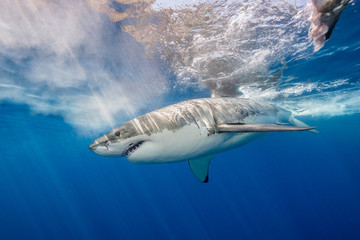 Fototapeta premium Great white shark underwater view, Guadalupe Island, Mexico.