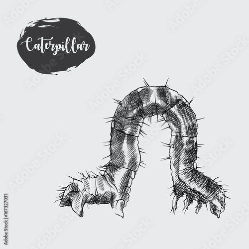 Detailed Realistic Sketch Of Caterpillar Isolated On White