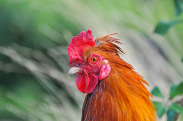 Beautiful rooster  with a red comb and a yellow beak. Isolated rooster portrait