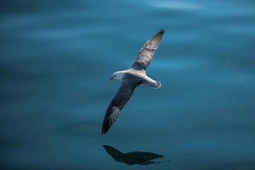 Goeland in flight over water