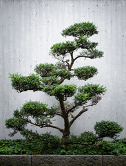 Bonsai tree on front of concrete wall