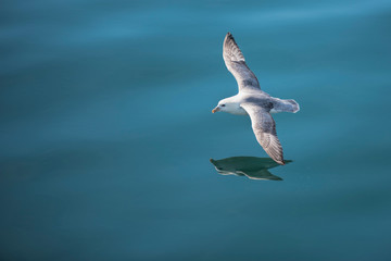 Goeland in flight over water