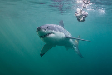 Fototapeta premium Underwater view of a great white shark, False Bay, Cape Town, South Africa.