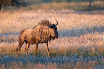 Blue wildebeest, Connochaetes taurinus, large antelope walking in dry grass directly at camera in Kalahari savanna. Gnu in best light, illuminated by setting sun. Wildlife photography in Kgalagadi.