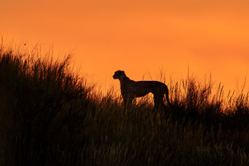 Silhouette of african Cheetah, Acinonyx jubatus, walking on the ridge of grassy dune in the valley of Nossob river after sunset against dramatic orange sky. Kgalagadi transfrontier park, South Africa. © Martin Mecnarowski