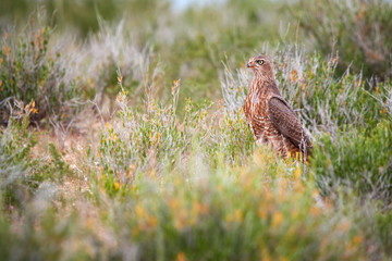 Wild Pale chanting goshawk, Melierax canorus, bird of prey from Kalahari desert hunting rodents on the ground. Colorful raptor, blue-grey bird with orange legs and beak, ground level, Kgalagadi,Africa