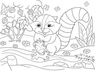 Cartoon coloring book black and white Nature. American, northern raccoon and coon washes strawberries