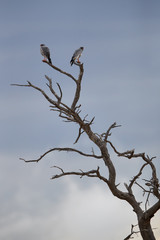Pair of Pale chanting goshawk, Melierax canorus, bird of prey from Kalahari desert perched on isolated dead tree against dramatic sky.Colorful raptor with orange legs and beak, Kgalagadi,South Africa.