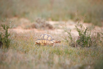 Leopard tortoise, Stigmochelys pardalis in its natural environment, low angle, wildlife photography in Kgalagadi transfrontier park, South Africa.