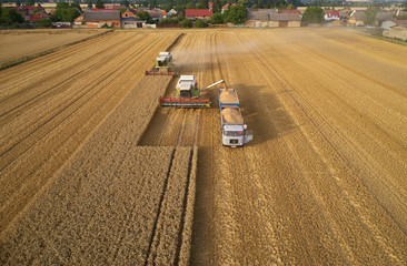 Aerial view of combine harvesters gathers the wheat at sunset, pouring grain into trailer....