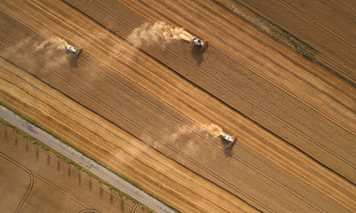 Aerial view on three combine harvesters gathers the wheat at sunset. Harvesting grain field, crop...