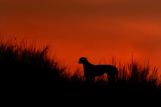 Silhouette of african Cheetah, Acinonyx jubatus, walking on the ridge of grassy dune in the valley of Nossob river after sunset against dramatic red sky. Kgalagadi transfrontier park, South Africa.