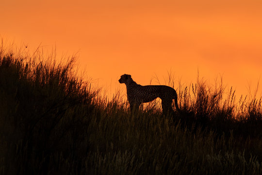 Silhouette of african Cheetah, Acinonyx jubatus, walking on the ridge of grassy dune in the valley of Nossob river after sunset against dramatic orange sky. Kgalagadi transfrontier park, South Africa.