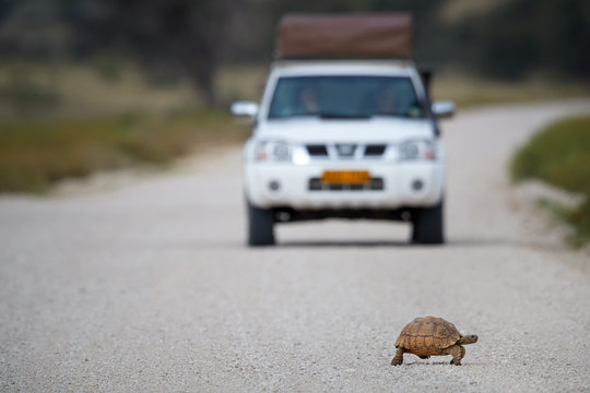 Leopard tortoise, Stigmochelys pardalis crossing gravel path, blurred white safari car in background. Low angle photography. Kgalagadi transfrontier park, South Africa.
