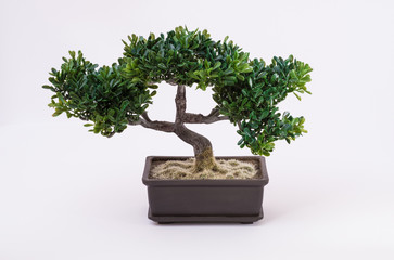 Bonsai tree on white background