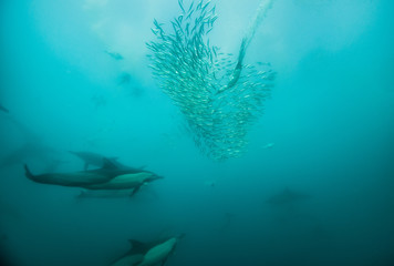 Common dolphins feeding on sardines during the annual sardine run off the east coast of South Africa.