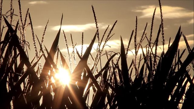 maize field at sunrise, background
