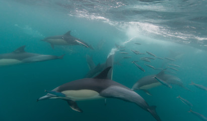 Common dolphins feeding on sardines during the annual sardine run off the east coast of South Africa.