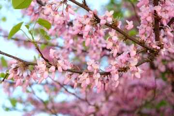 Pink flowers on tree branch