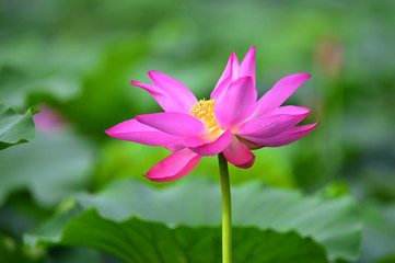 lotus