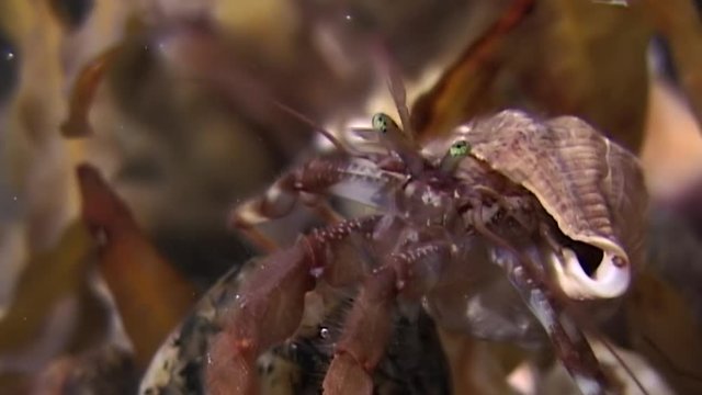 Cancer hermit crab underwater in search of food on seabed of White Sea. Unique dramaturgy pic macro video close up. Predators of marine life on background of pure clear clean water stones.