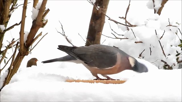 dove pigeon eating bird seed in snow

