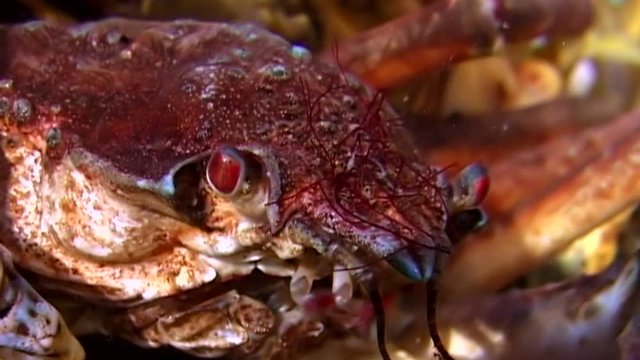 Crab hios underwater in search of food on seabed of White Sea Russia. Unique video close up. Predators of marine life on background of pure and transparent water stones.