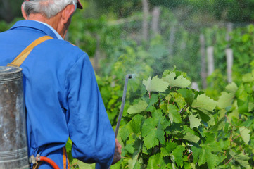 Man spraying a vineyard. Man spraying chemicals on grapes in vineyard