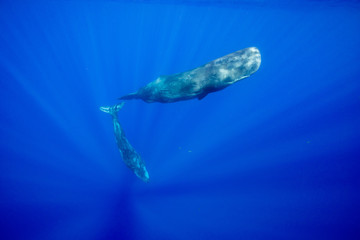 Underwater view of sperm whales off the north western coast of Mauritius.