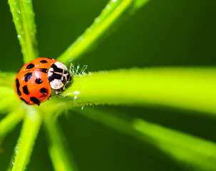 macro photography of a ladybug in front of a green background