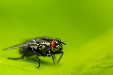 macro photography of a fly in front of a green background