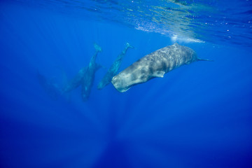 Underwater view of sperm whales diving off the north western coast of Mauritius.