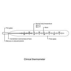clinical thermometer vector isolated on white background
