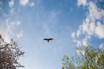 青空、トンビ、桜の花