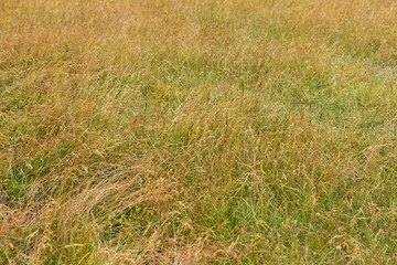 Prairie grass background