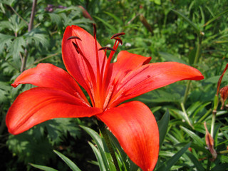 beautiful red lily