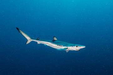Naklejka premium Blue shark underwater view, Cape Town, South Africa.