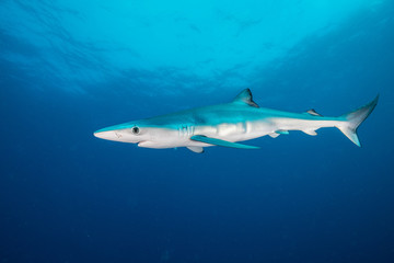 Naklejka na ściany i meble Blue shark underwater view, Cape Town, South Africa.