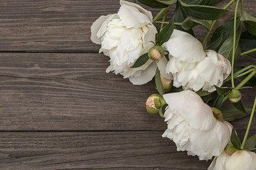 White peony on wooden background