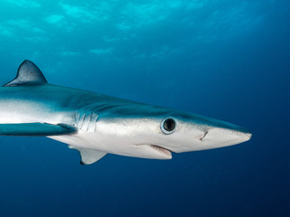 Blue shark underwater view, Cape Town, South Africa.