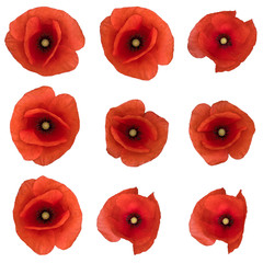 Opium poppy blossom, isolated