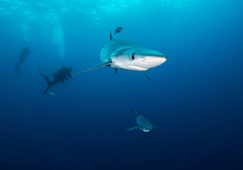 Blue shark underwater view, Cape Town, South Africa.